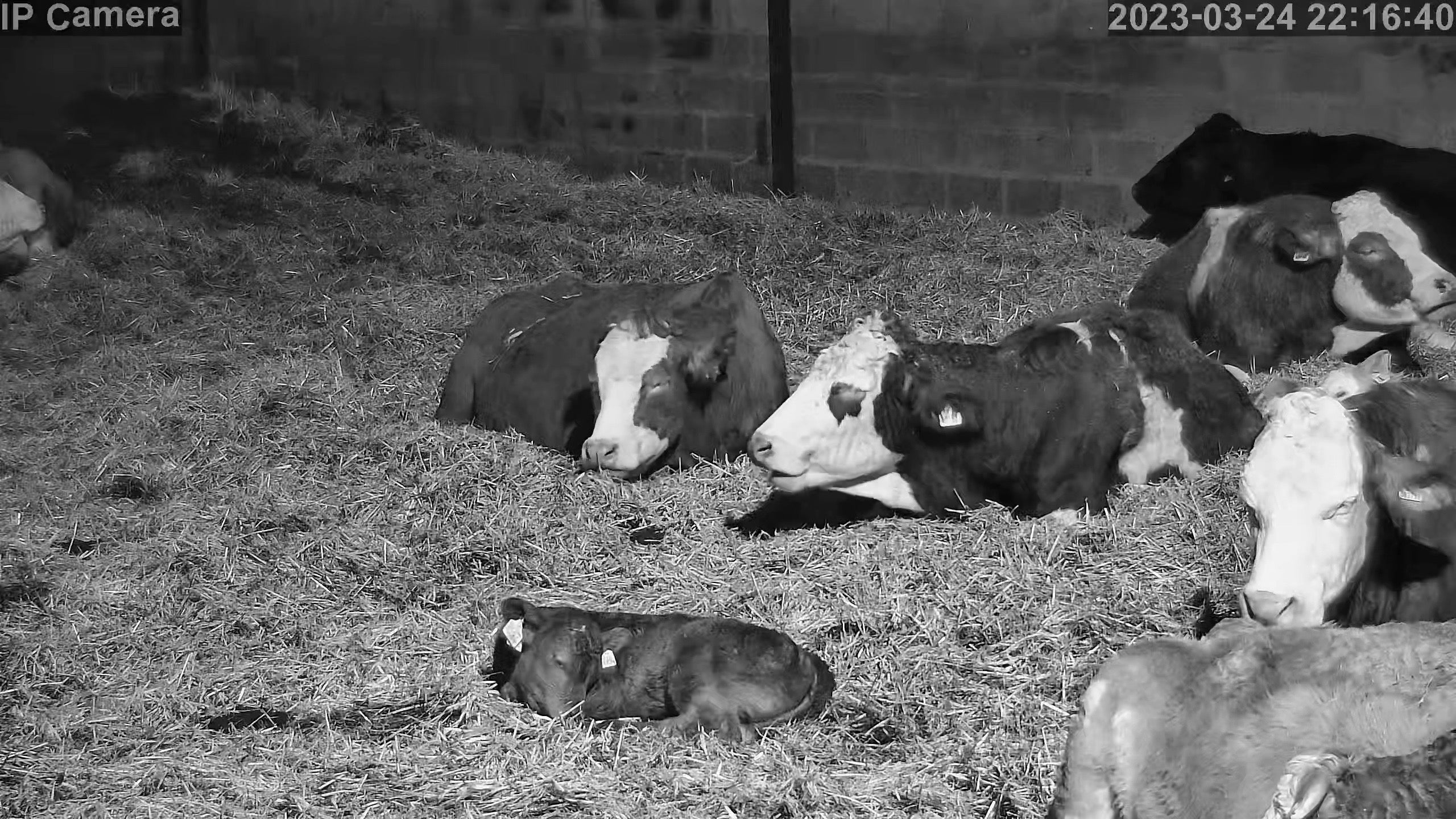 Shed - Livestock night (360 zoomed)