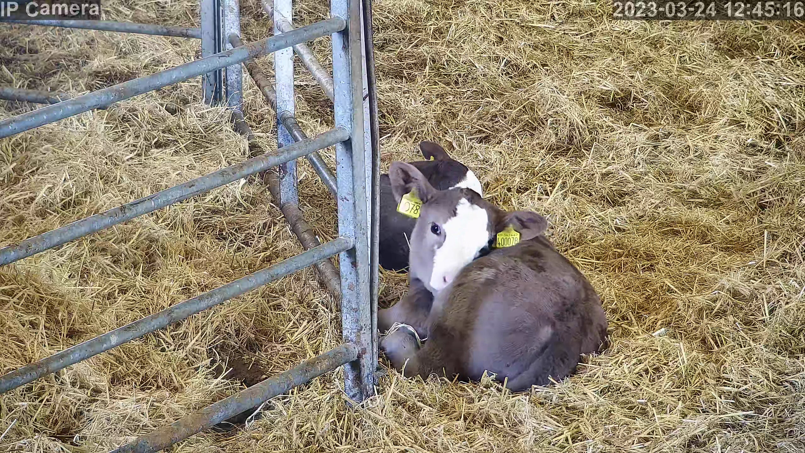 Shed - Livestock (360 Zoomed)