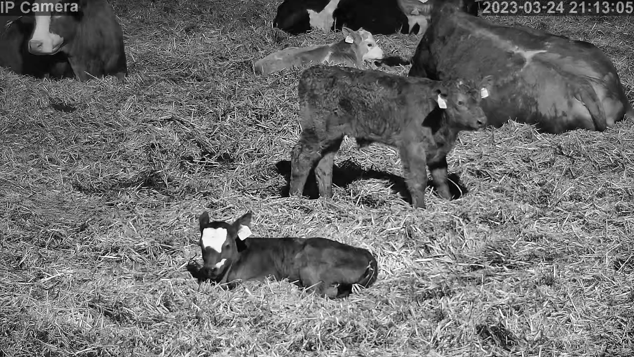 Shed - Livestock night (360 zoomed)